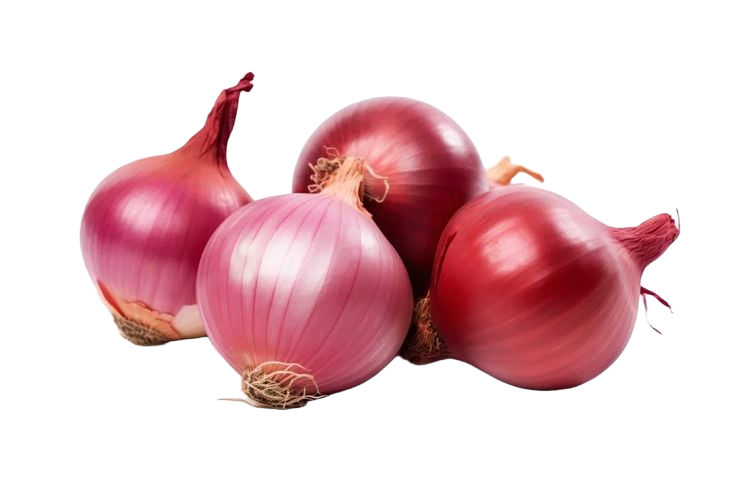 onion hight quality